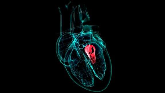 心脏解剖二尖瓣的医学概念3D