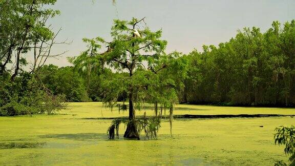 一大群蛇眼镜蛇和苍鹭一起在湿地的秃柏树上筑巢柏树沼泽南卡罗莱纳州美国