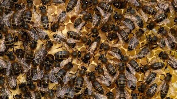 欧洲蜜蜂意大利蜜蜂野鳐蜜蜂在蜂巢工作中部女王诺曼底实时4K