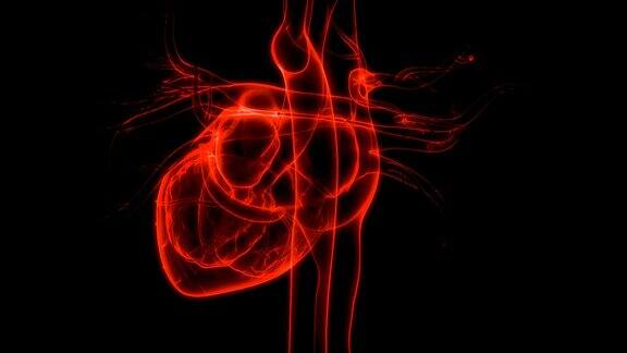 人体循环系统心脏跳动解剖