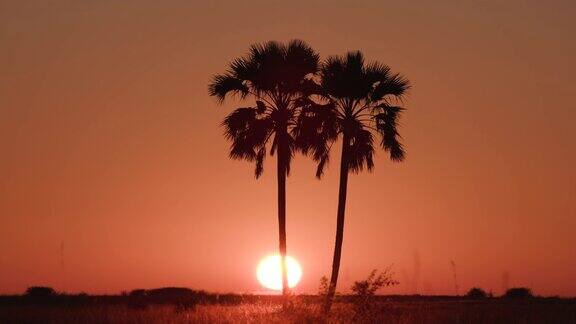 在奥卡万戈三角洲的棕榈树中日出的延时拍摄