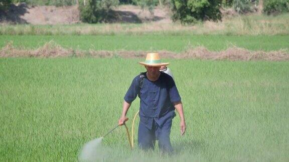 农民在稻田里喷洒除草剂