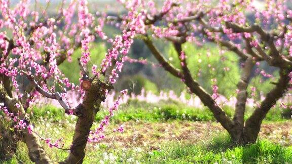 桃花的观点