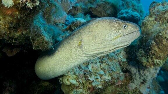 马里从它的藏身之处向外窥视黄嘴海鳗(Gymnothoraxnudiomer)4k-60帧秒