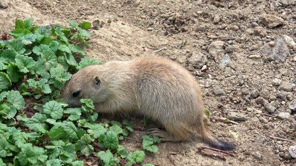 黑尾草原鼠(Cynomysludovicianus)