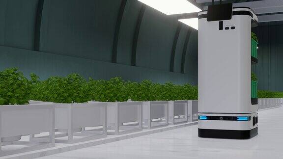 一个自动机器人帮助运输和照顾蔬菜种植园