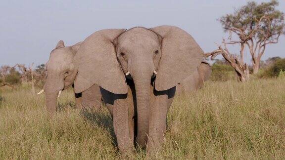 小象在奥卡万戈三角洲的草原上模拟冲锋