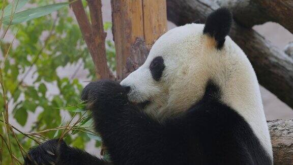 大熊猫(Ailuropodamelanoleuca)也被称为熊猫或简称熊猫是一种原产于中国中南地区的熊