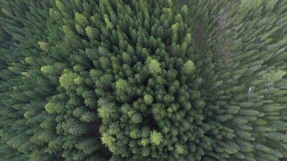 空中俯瞰松林