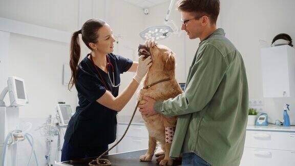 公狗父母带着他毛茸茸的伙伴到一家现代兽医诊所做检查一只金毛猎犬坐在检查台上一位女兽医正在检查它