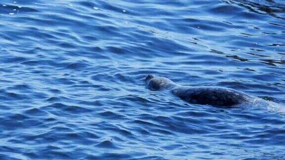 麻斑海豹游泳