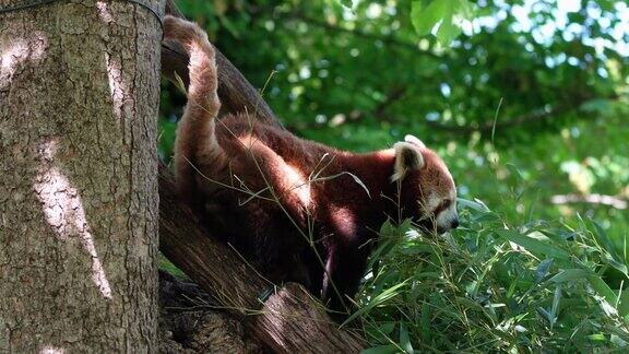 小熊猫也叫小熊猫还有坐在树上的红猫熊