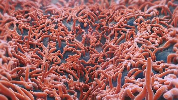 人类肠道微生物组