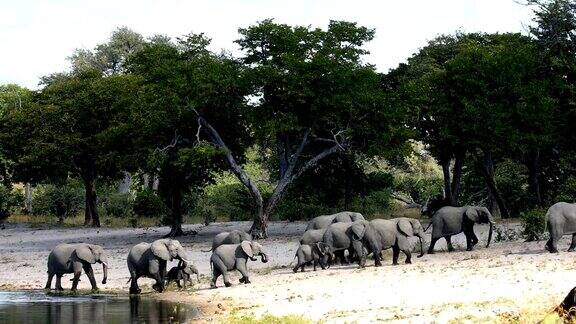 非洲大象纳米比亚非洲狩猎野生动物