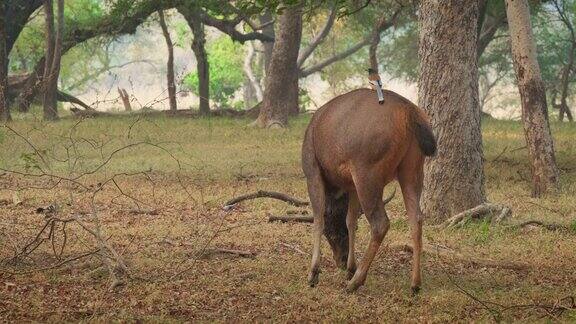 美丽的雄性酸棕鹿(Rusaunicolor)在Ranthambore国家公园的森林里吃草拉贾斯坦邦印度