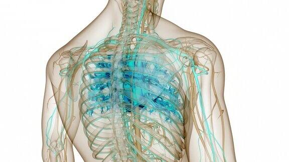 人体循环系统心脏解剖动画