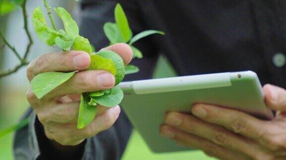 4k亚洲农民在有机柠檬农场使用数字平板电脑有机智能农场控制