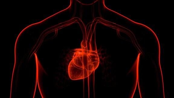 人体循环系统心脏跳动解剖