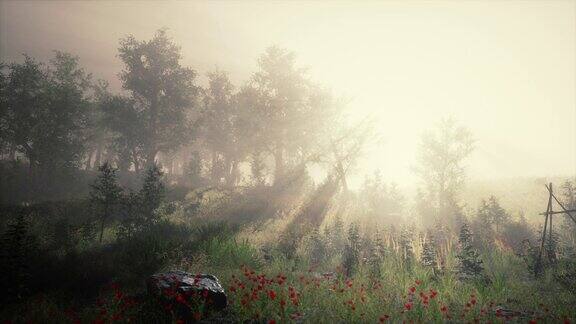阳光透过多雾的森林中的树木倾泻而下