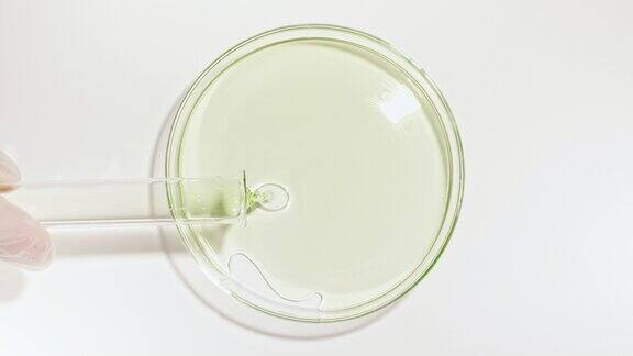 透明的绿色液体油从试管倒入培养皿化学实验室研究天然有机化妆品医药天然化妆品生产特写