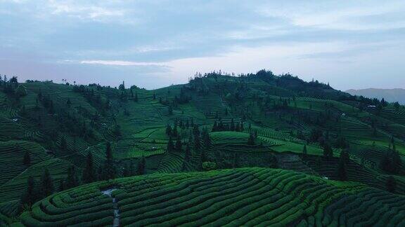 美丽的绿茶田在春山在四川中国空中自然景观4k剪辑
