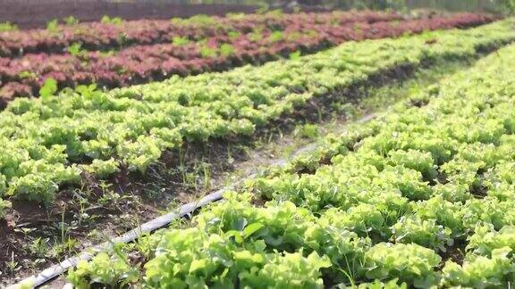 蔬菜有机蔬菜和水培蔬菜卷心菜生长在农民的田地里