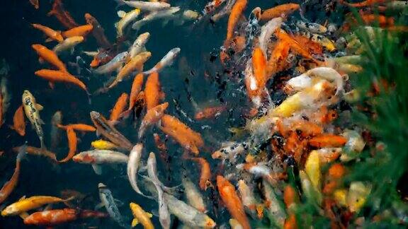 美丽的锦鲤在池塘里游泳中国西安