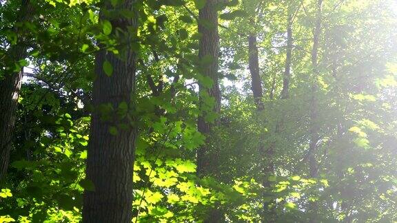 早晨的阳光在绿色的混合森林