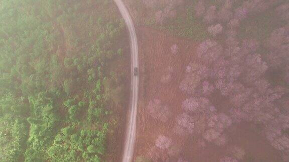 从空中俯瞰泰国公路上美丽的樱花(樱花)盛开在清晨的薄雾中在泰国的富洛美洛形成粉红色的山