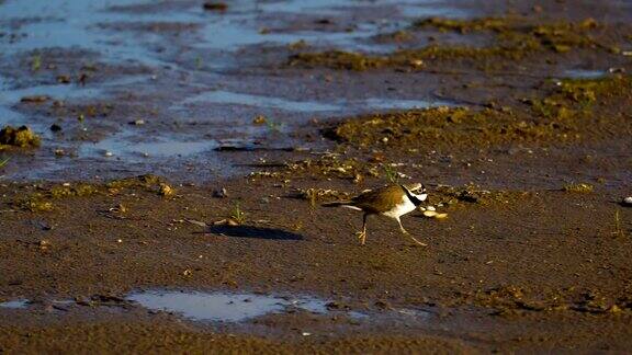 一只雄性的小鸟(Charadrius)沿着沼泽快速移动他检查他的领地鸟住在水附近一个阳光明媚的夏日早晨