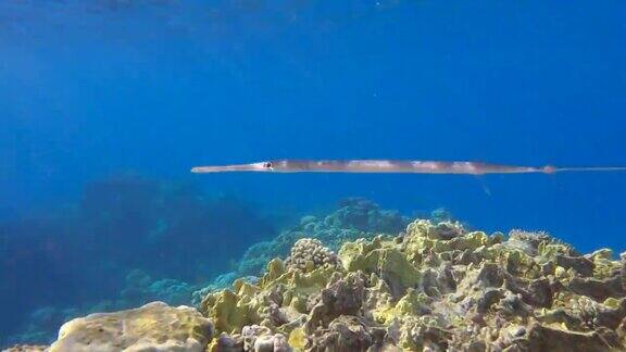 角鱼在早晨阳光照射下的蓝色水面上珊瑚礁上方游泳的特写镜头蓝斑角鱼4K-60fps