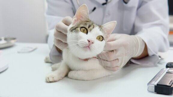 一只在小动物兽医诊所接受检查的猫兽医在手术前抚摸毛茸茸的家猫