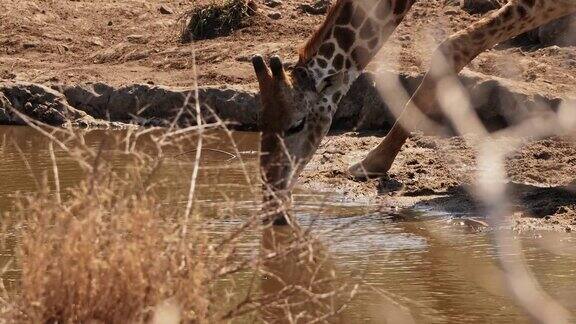 长颈鹿在水坑里喝水