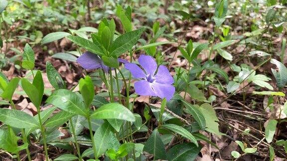 美丽的紫色长春花在绿色叶子的背景小长春花、小长春花、小长春花、普通长春花用作园林装饰特写镜头设计的自然概念