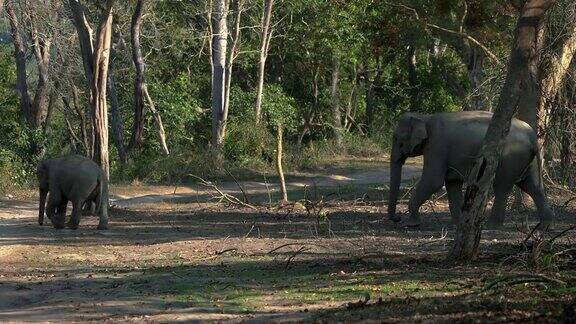 大象穿过科贝特国家公园的拉姆甘加河的超慢动作视频