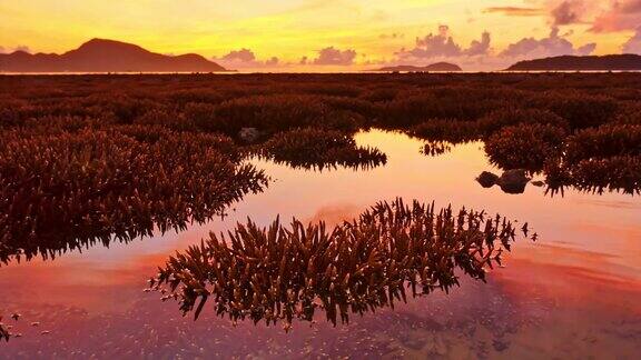 在拉威海的珊瑚礁上美丽的日出