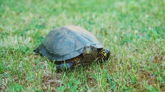 草地里的陆龟