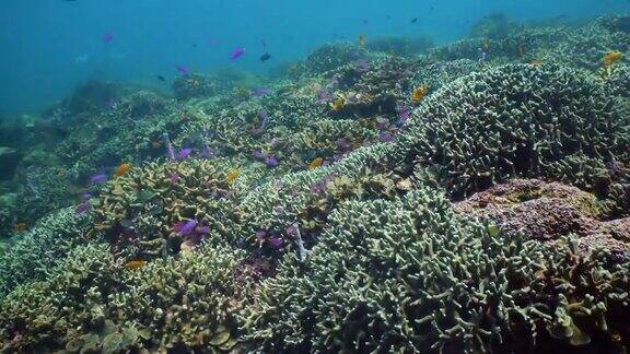 水下的珊瑚礁和热带鱼Camiguin、菲律宾