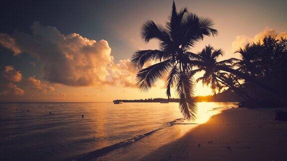 日出在热带岛屿海滩加勒比海和美丽的绿色棕榈树
