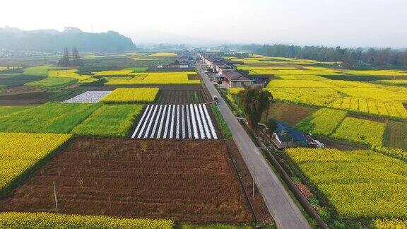 鸟瞰中国四川农村景观与油菜种子田和村庄4k