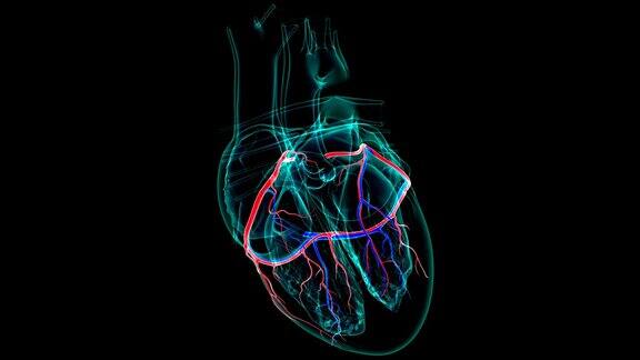 心脏解剖冠状动脉和心脏静脉的医学概念3D