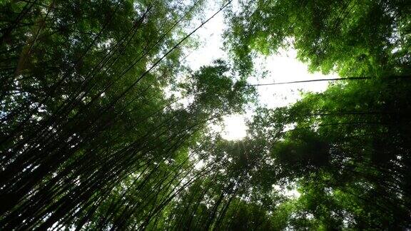 在晴朗的日子里绿色的森林树木泰国的热带森林自然旅游度假的想法