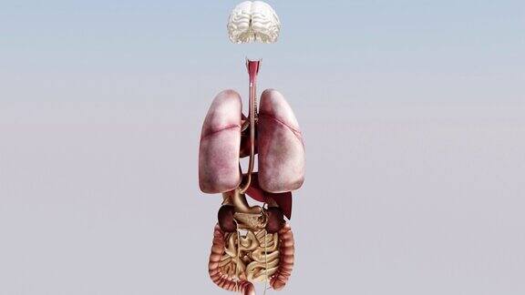人体内部的器官胃和肺肾和心脑和肝三维渲染