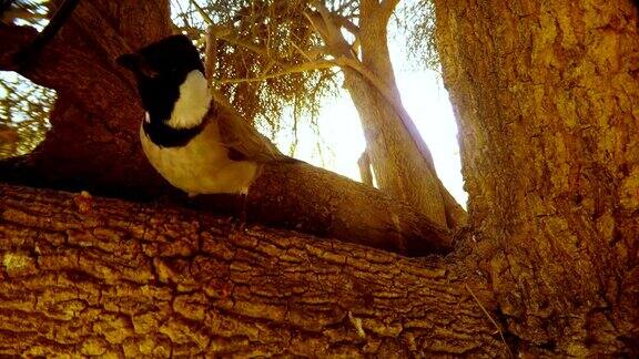白耳鹎坐在一棵大长春藤树上跳到了镜头前