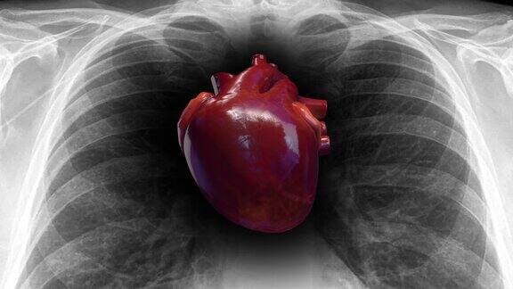人类的心跳在x射线里心脏泵血