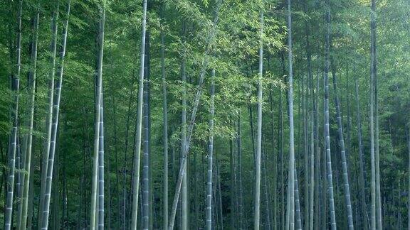 夏天竹林