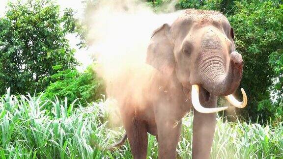 泰国素林的大象