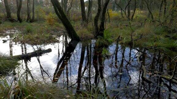 摄像机沿着森林中的水移动