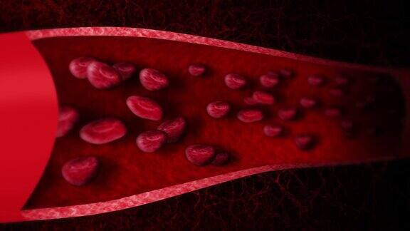 人体的循环系统带有红细胞的人体血管的三维循环动画医疗保健标志