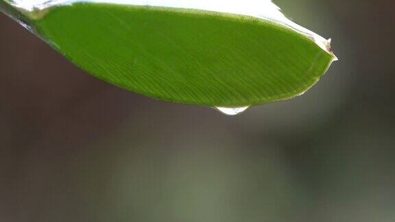 芦荟绿叶与滴水清澈的汁液滴下芦荟闭合